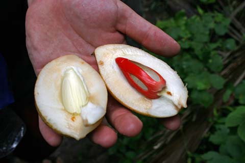Nutmeg